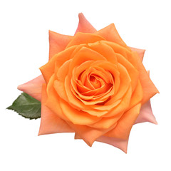 Orange rose flower isolated on white background. Wedding card, bride. Greeting. Summer. Spring. Flat lay, top view. Love. Valentine's Day