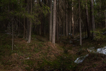 Mysterious dense forest