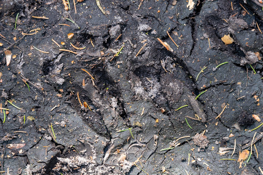 Wild boar tracks on a forest road. Wild game tracks in the forest.