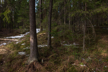 Mysterious dense forest