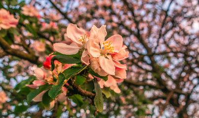 Cherry blossom tree pink blooming flowers on branch close up in sun light as spring floral botanical background with copy space for text