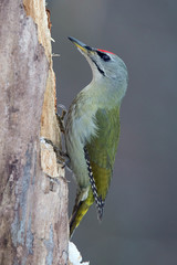 Picus canus