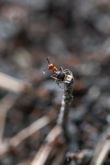 Forest workers ants in the daily bustle of everyday life.