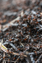 Forest workers ants in the daily bustle of everyday life.