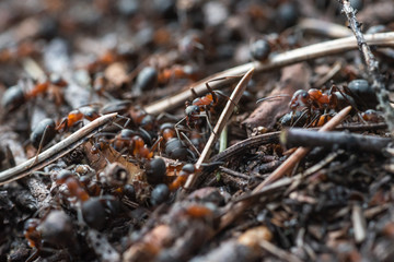 Forest workers ants in the daily bustle of everyday life.