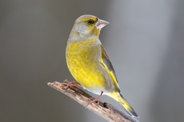 European Greenfinch