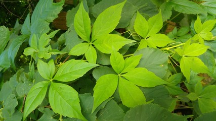green leaves background