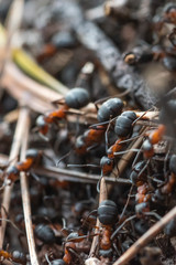 Forest workers ants in the daily bustle of everyday life.