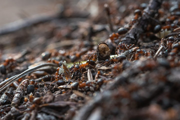 Forest workers ants in the daily bustle of everyday life.