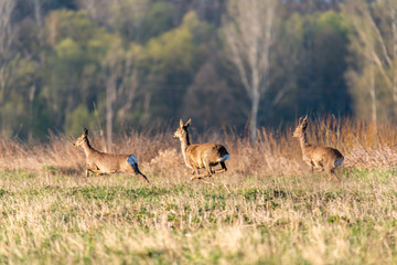 Deer in the meadow in the morning © Krzysztof
