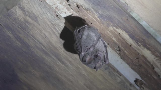 Young bat sucking on his mother. Seba's short-tailed bat (Carollia perspicillata). 