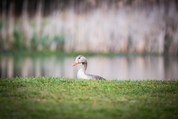 Gęgawa © Krzysztof