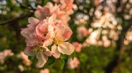 Cherry blossom tree pink blooming flowers on branch close up in sun light as spring floral botanical background with copy space for text