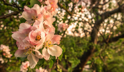 Naklejka na ściany i meble Cherry blossom tree pink blooming flowers on branch close up in sun light as spring floral botanical background with copy space for text