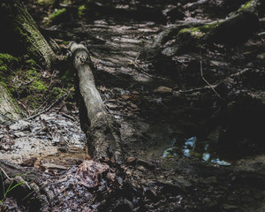Muddy path