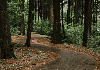 forest road in summer after the rain