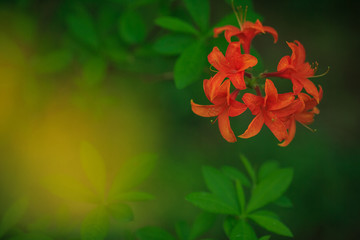 Azaleen Blüten in Closeup