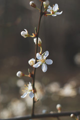 small white spring flowers blossom in brown colors