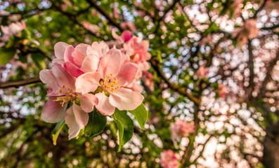 Cherry blossom tree pink blooming flowers on branch close up in sun light as spring floral botanical background with copy space for text