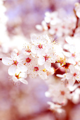 spring flowers blossom