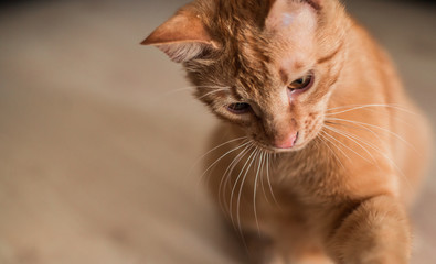 A young ginger tabby cat on the wooden floor