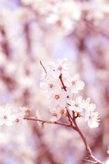 spring flowers blossom