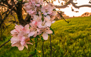 Cherry blossom tree pink blooming flowers on branch as spring floral botanical outdoor sunset landscape background  