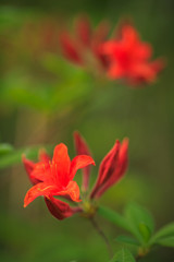 Azaleen Blüten in Closeup