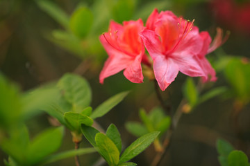 Azaleen Blüten in Closeup