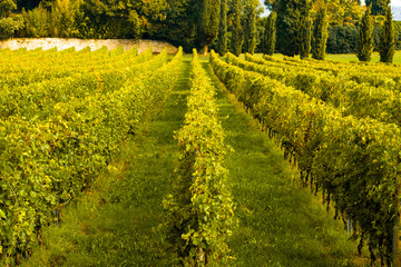 Fototapeta na wymiar colorful vineyard field