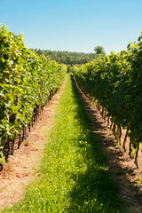 Fototapeta na wymiar colorful vineyard field