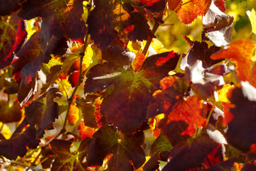 colorful vineyard field