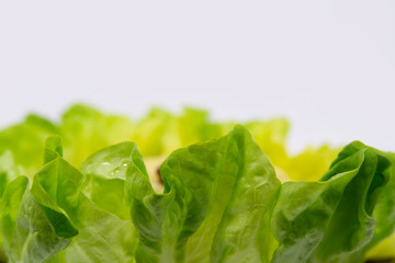 Colorful green lettuce close up