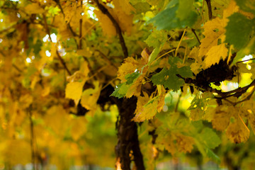 colorful vineyard field