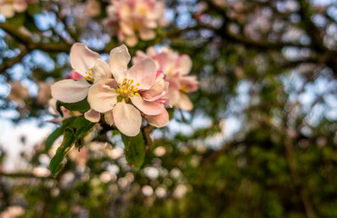 Cherry blossom tree pink blooming flowers on branch close up in sun light as spring floral botanical background with copy space for text