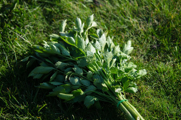 bunch of young lovage on a green grass