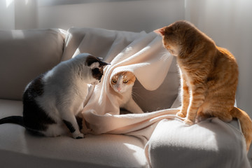 gato  blanco y marron con ojos amarillos sale  de una manta. Otros dos gatos lo observan. Tres gatos jugando