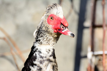 Muscovy duck closeup