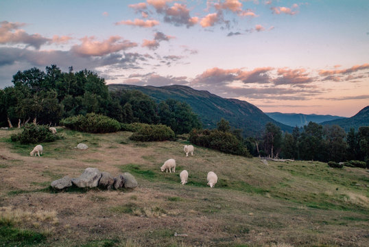 Schafherde am Rande des Dovrefjells in Norwegen