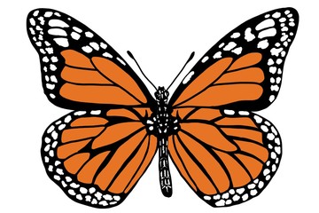 Monarch Butterfly 