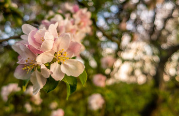 Cherry blossom tree pink blooming flowers on branch close up in sun light as spring floral botanical background with copy space for text