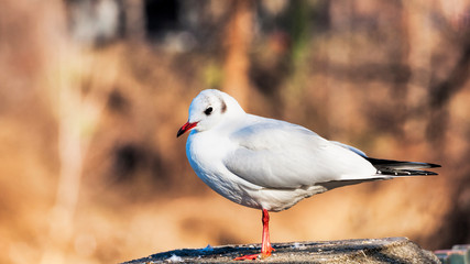 A beautiful seagull rests on the rock on the rock and gets sunbathes