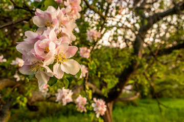 Cherry blossom tree pink blooming flowers on branch close up in sun light as spring floral botanical background with copy space for text