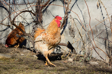 Rooster on the walk