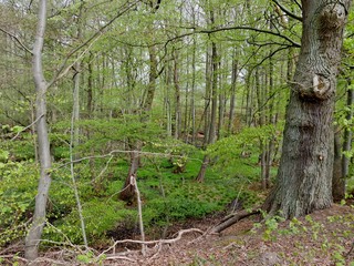 Bäume im Naturschutzgebiet