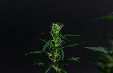 close up of marijuana plant