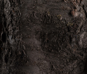 Texture of cherry and apricot tree bark, pattern of tree bark on the inside and outside