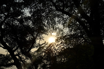 looking at sun in dark through tree form below