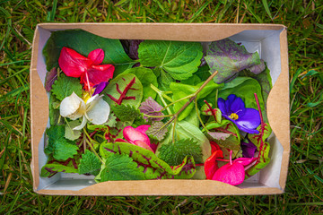 Pink, blue and green leaves and edible flowers in a paper box during spring season. Fine and healthy food background