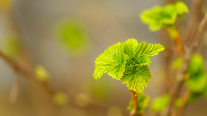 Green leaves in spring. Abstract background with copy space